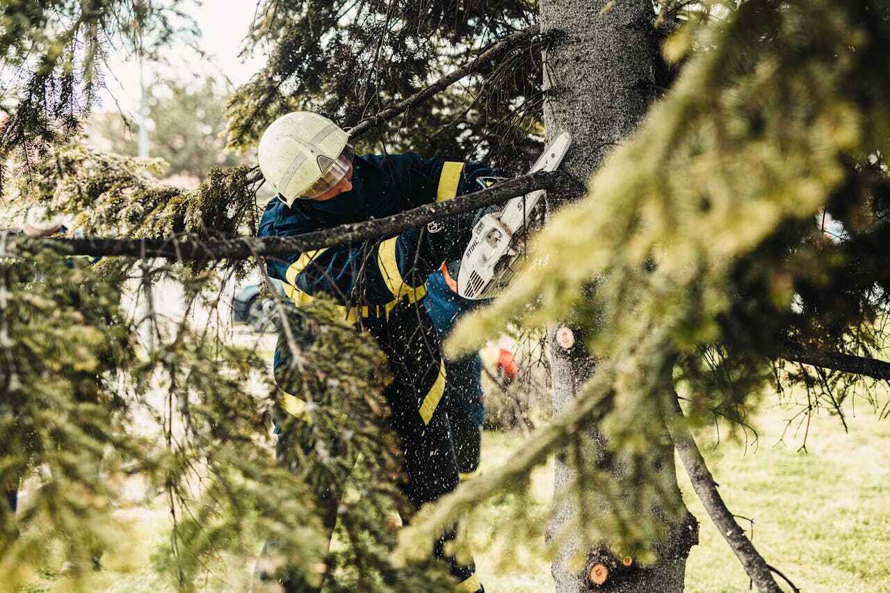 Best Emergency Tree Service  in USA